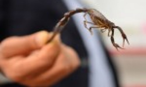 'Dry' antiserum is coming against scorpion and snake bites.